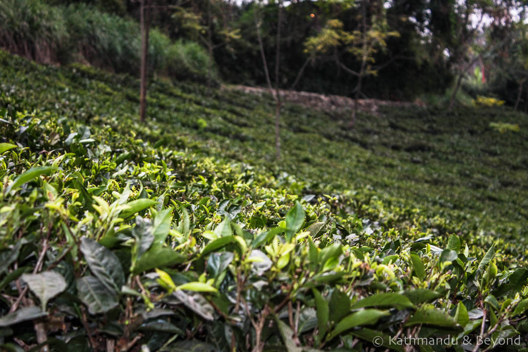 Darjeeling. Glenburn Tea Estate 26