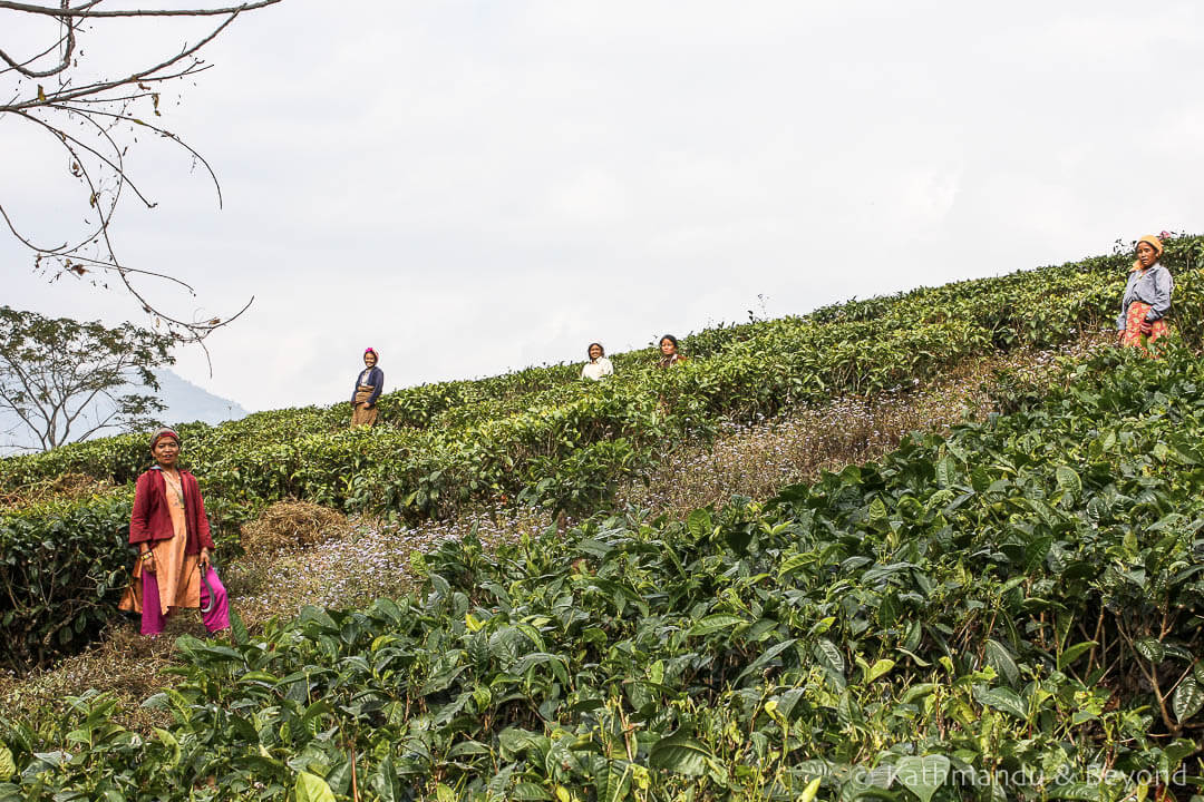 Darjeeling. Glenburn Tea Estate 6