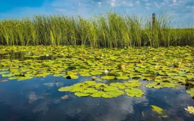 Visiting the Danube Delta in Romania