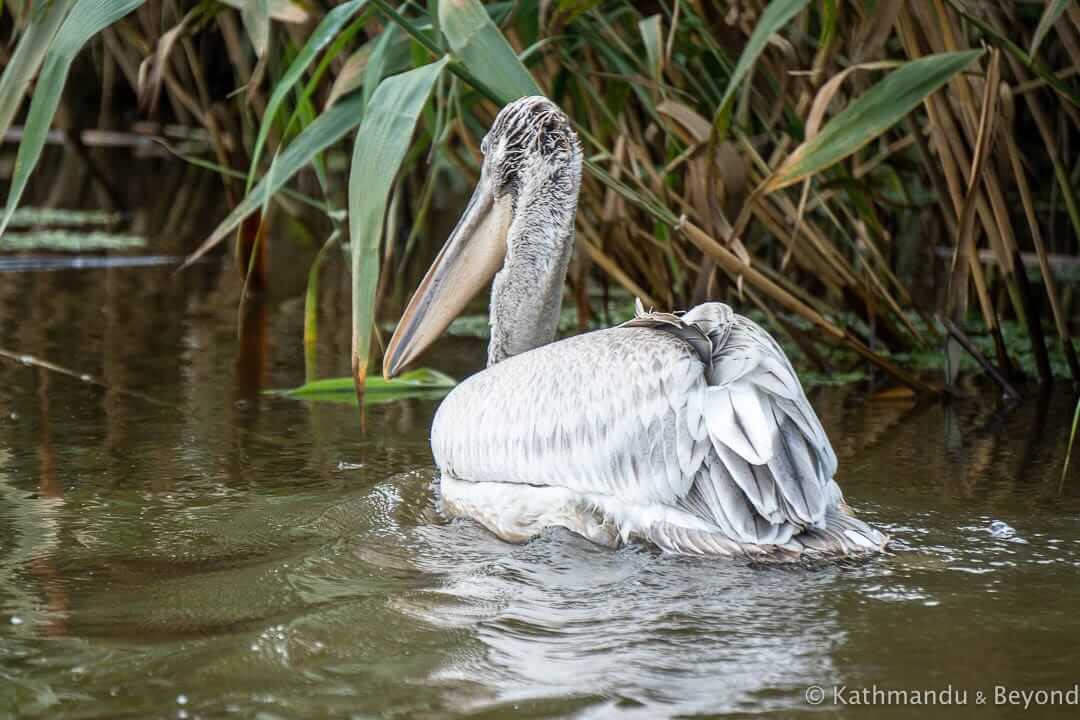 Danube Delta Romania-21