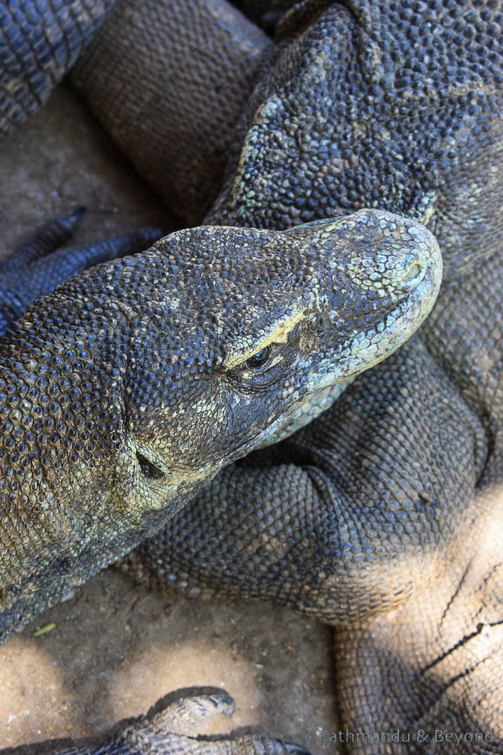 Rinca Island Komodo National Park Indonesia UNESCO