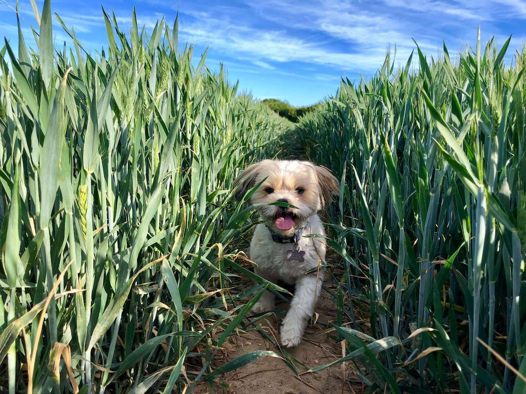 Layla in the fields
